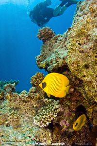 A diver and butterflyfishes by Kimmo Suupohja 